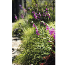 Tuinpad met gras en paarse gladiolen