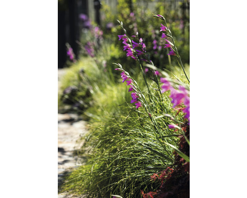 Tuinpad met gras en paarse gladiolen