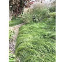Tuinlandschap met siergrassen en een grindpad.