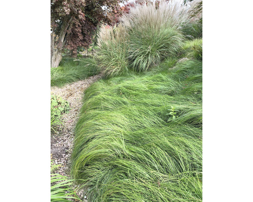 Tuinlandschap met siergrassen en een grindpad.