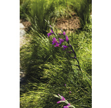 Paarse gladiool in een grassentuin