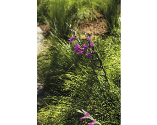 Paarse gladiool in een grassentuin