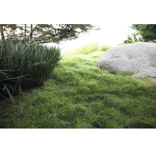 Tuinscene met siergrassen en een grote rots