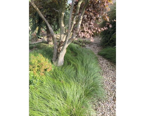 Tuin met sierboom, siergras en grind