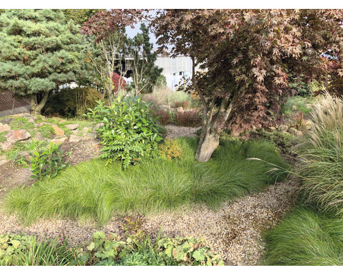Aangelegde tuin met bomen, struiken en siergrassen op grind
