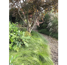 Tuinlandschap met bomen, siergrassen en grindpad