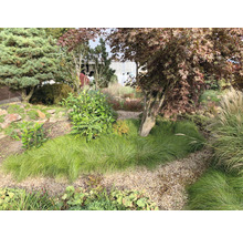 Tuinscene met bomen, struiken en siergrassen op een grindpad