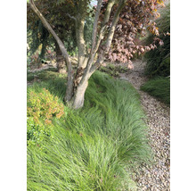 Tuin met Japanse esdoorn en siergras