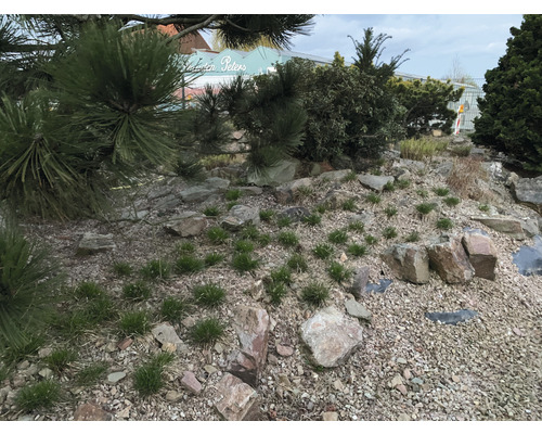 Tuinscene met stenen, grind en diverse planten