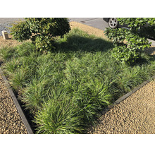 Decoratieve tuinaanleg met siergrassen en stenen.
