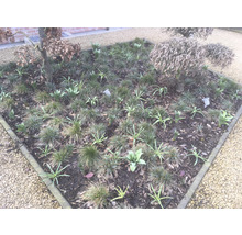 Vierkant bloembed met planten en bomen in een tuin.