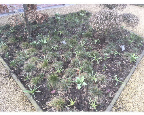 Vierkant bloembed met planten en bomen in een tuin.