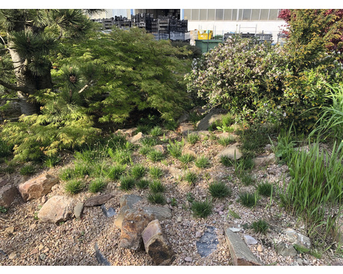Tuinscene met diverse planten en stenen