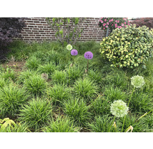 Tuin met sierui en diverse planten