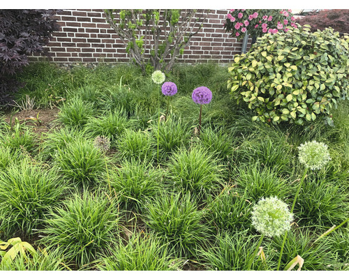 Tuin met sierui en diverse planten