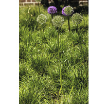 Bloeiende sieruien in de tuin