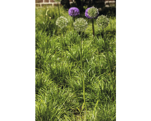 Bloeiende sieruien in de tuin