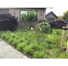 Voortuin met siergrassen, sieruien en struiken voor een woonhuis