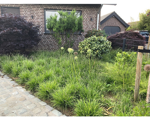 Voortuin met siergrassen, sieruien en struiken voor een woonhuis