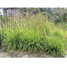 Decoratieve zegge planten in de tuin.