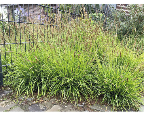 Decoratieve zegge planten in de tuin.