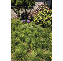 Tuin met sieruien en siergrassen voor een huismuur