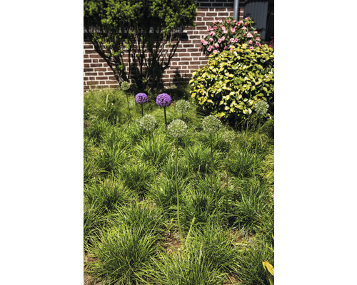 Tuin met sieruien en siergrassen voor een huismuur