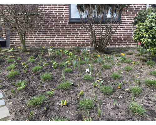 Tuinperk met jonge planten en bloemen in de lente voor een huismuur.