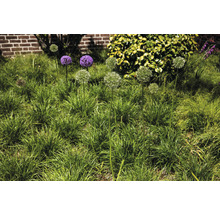 Tuin met sieruienplanten in het gras