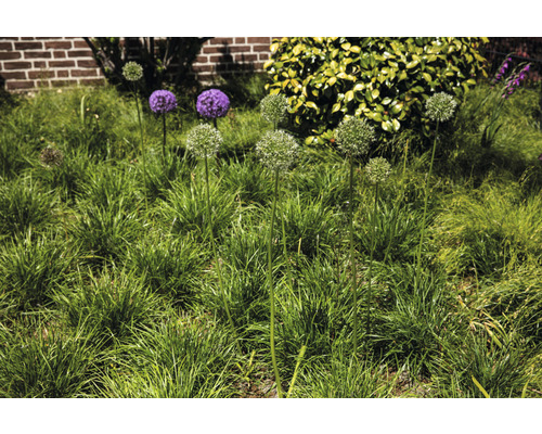 Tuin met sieruienplanten in het gras