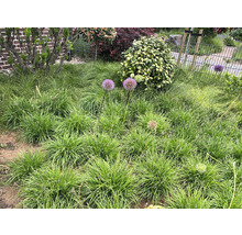 Close-up van een tuin met diverse planten en bloemen
