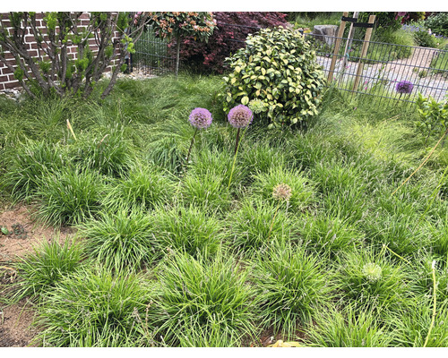 Close-up van een tuin met diverse planten en bloemen
