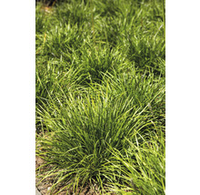 Bundels siergras in de tuin