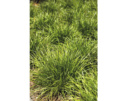 Bundels siergras in de tuin