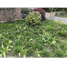 Een tuin met gras, tulpen en andere planten