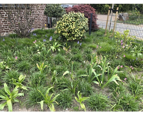 Een tuin met gras, tulpen en andere planten