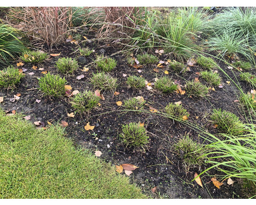 Close-up van een gazon met siergrassen en herfstbladeren.