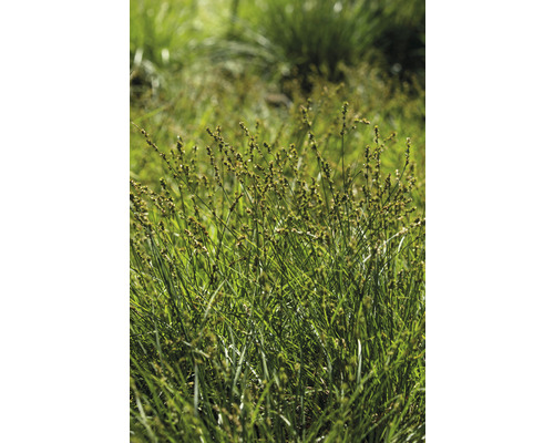 Bosjes groen gras in de tuin