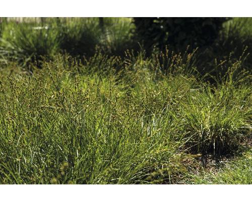 Zegge als bodembedekker in een tuinbed