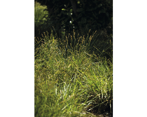 Groen siergras in de tuin