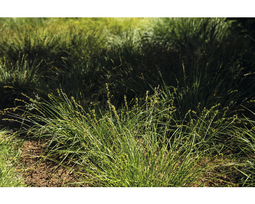 Bundels siergrassen in de tuin