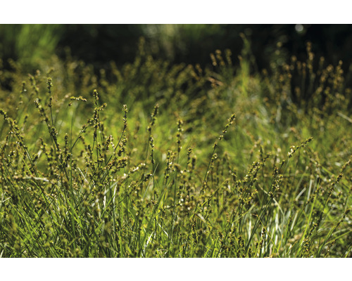 Close-up van gazon met graspolen