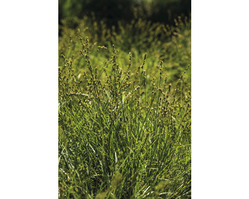 Veld met gazonzeggeplanten