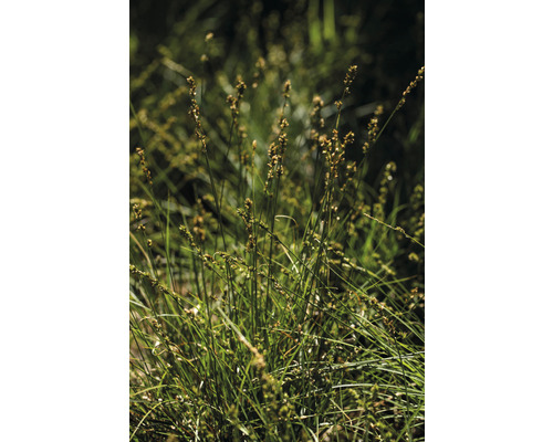 Close-up van gazon met bloeiende grassen