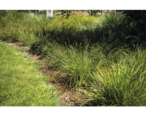 Graspolletjes in de tuin