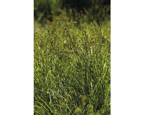 Bundel zegge in de tuin