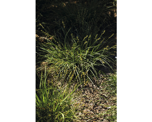 Bundels zegge in een tuinbed