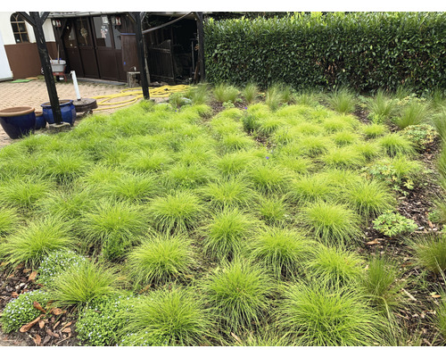 Tuin met graspolen en planten