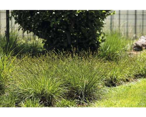 Decoratieve grasmat met diverse grassen in de tuin