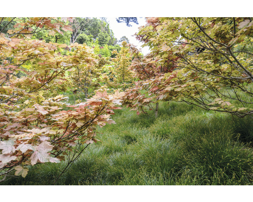 Scene met Japanse esdoorns en siergrassen in een tuin.